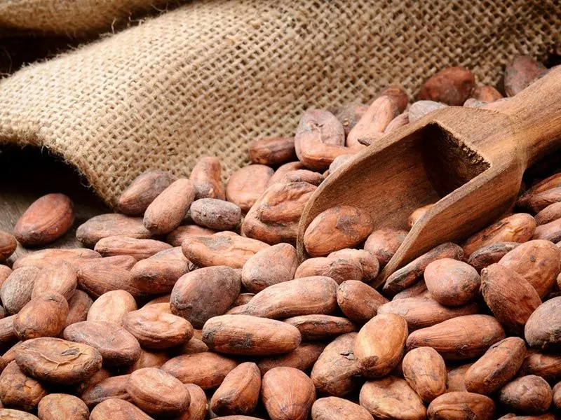 Cacaobonen met houten schep op een jute zak